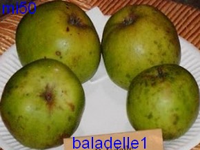  baladelle