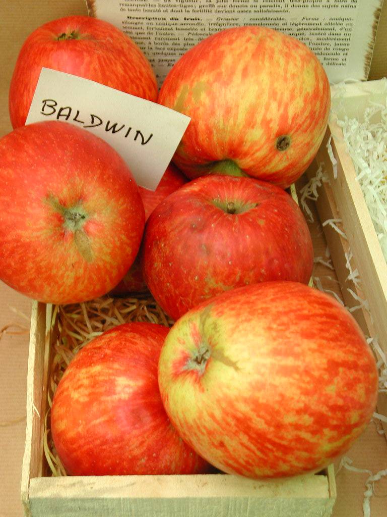  baldwin