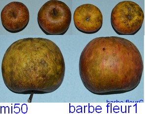  barbe fleur