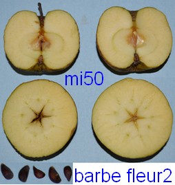  barbe fleur