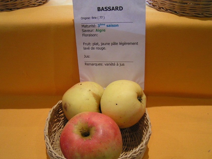  bassard