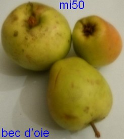  bec d oie