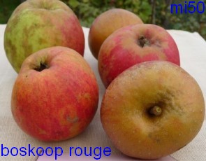 belle de boskoop rouge