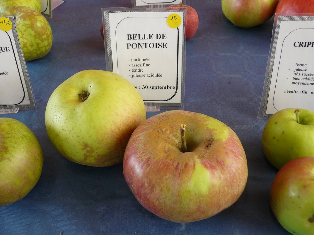  belle de pontoise