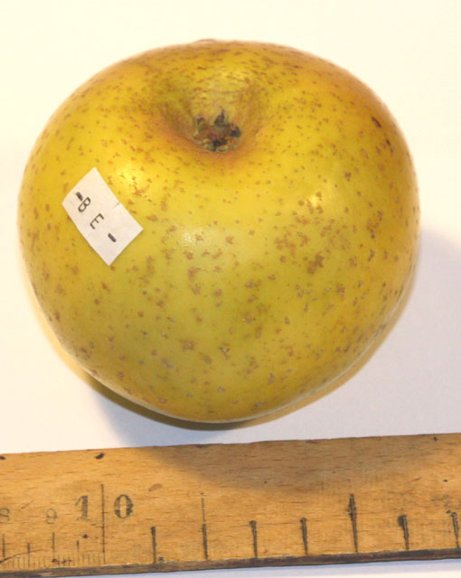  beraud