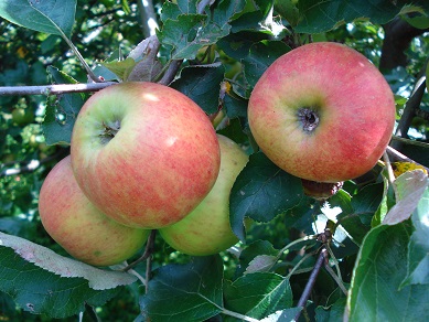  biesterfelder reinette