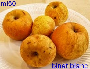  binet blanc