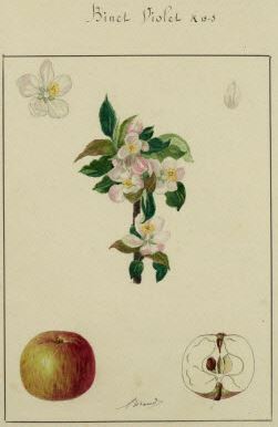  binet violet