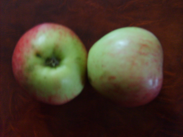  bismark