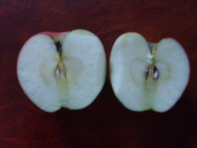  bismark