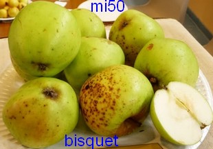  bisquet