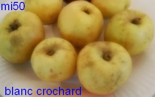  blanc crochard