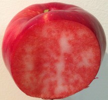  blush rosette
