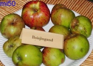  boisjingand