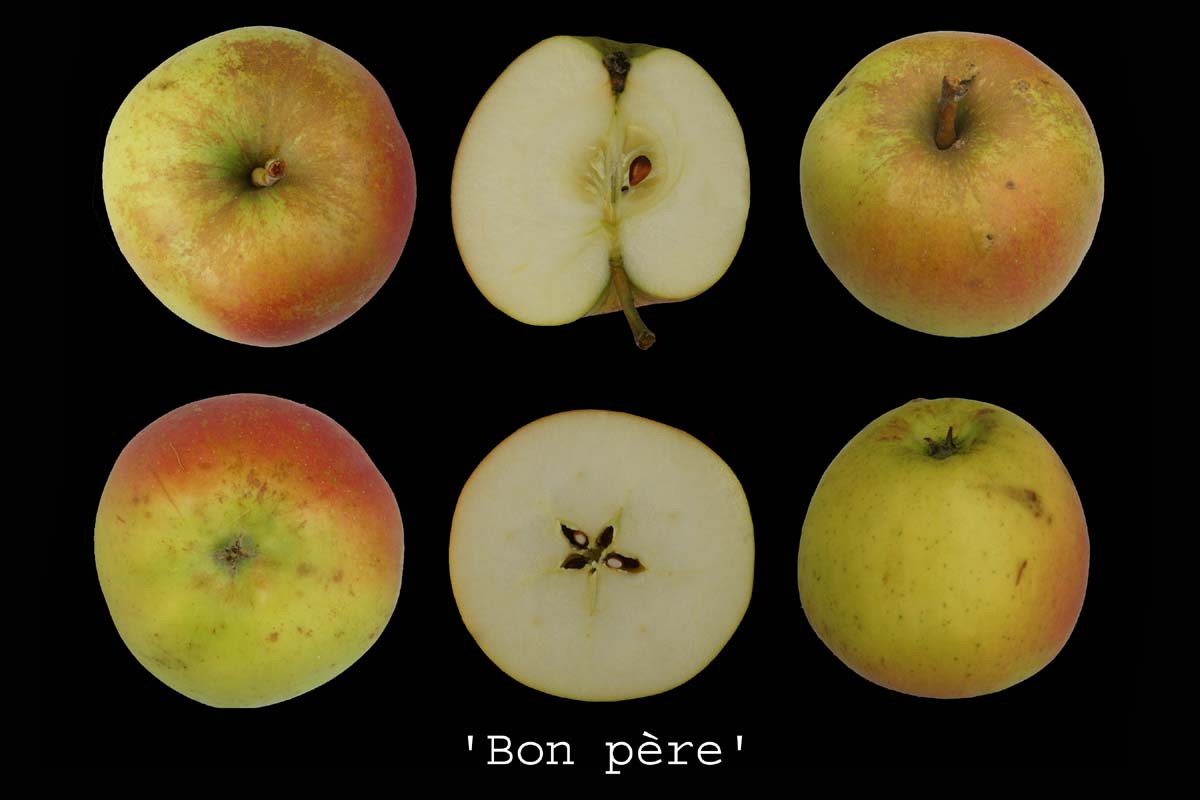  bon père