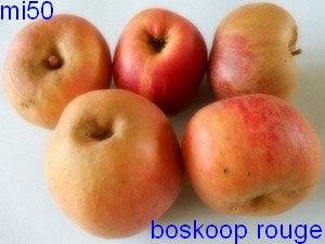  boskop rouge