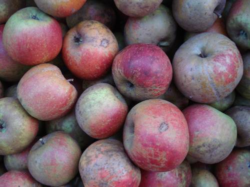  braddick`s nonpareil