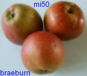  braeburn
