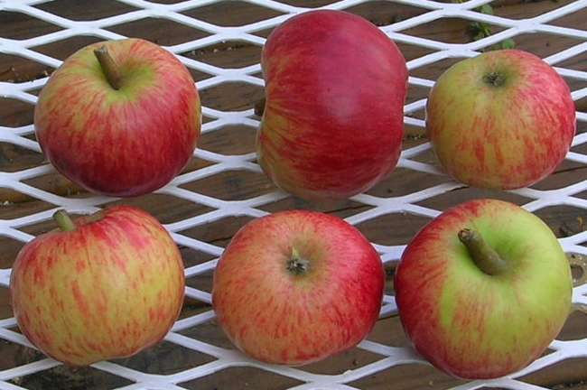  browns apple
