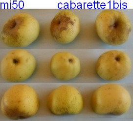  cabarette