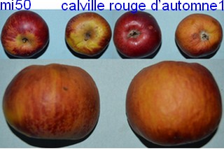  calleville rouge d automne
