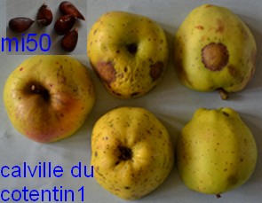  calville du cotentin
