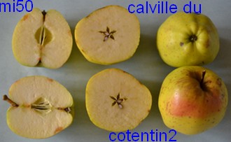  calville du cotentin