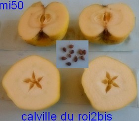  calville du roi