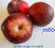  calville rouge normand