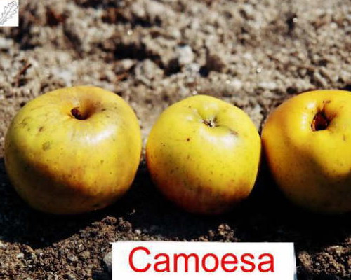  camoesa galega