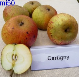  cartigny