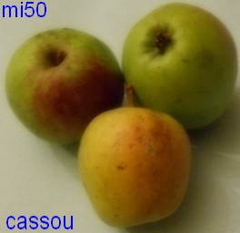  cassou