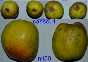  cassou