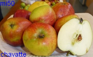  chavatte