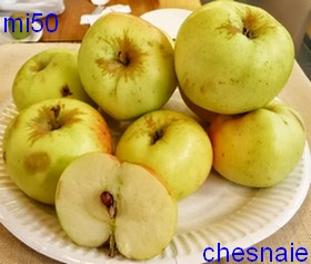  chesnaie