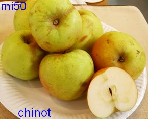  chinot