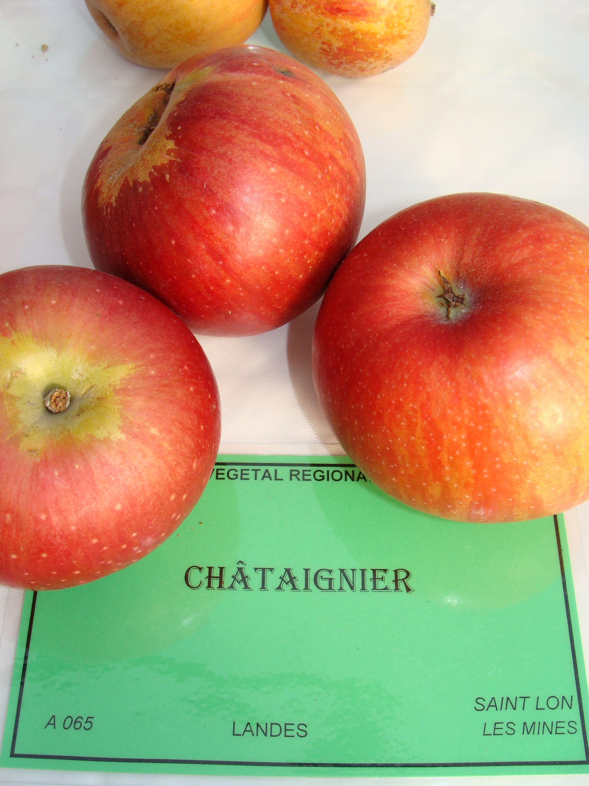  châtaignier