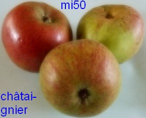  châtaignier