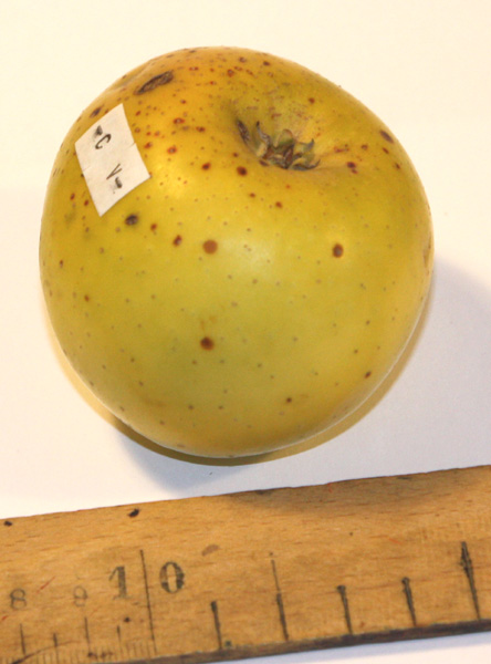  citron