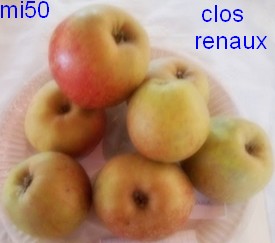  clos renaux