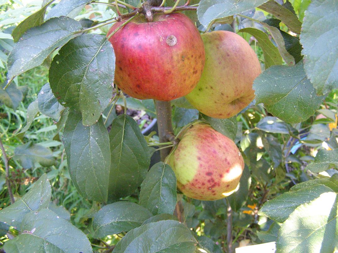  coeur  de  boeuf