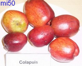  colapuys