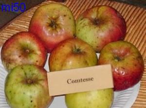  comtesse