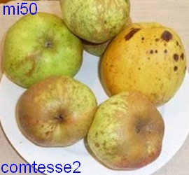  comtesse