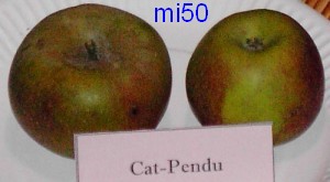  court pendu gris