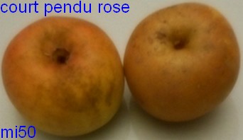  court pendu rosat