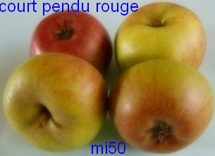  court pendu rouge