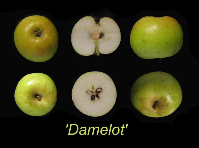  damelot