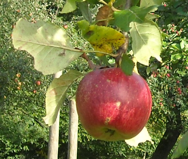  de sang