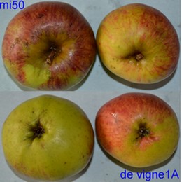  de vigne